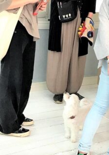 dogmind11-21-12 3人に囲まれて上を見上げるマルチーズ