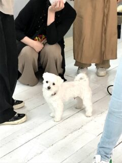 dogmind11-21-13 囲まれつつもカメラ目線のマルチーズ