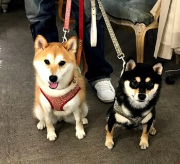dogmind11-21-15 ちょっとお疲れ気味の柴姉妹