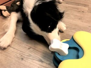 dogmind11-21-2 おもちゃを触ってみるレア