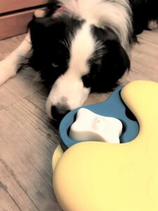 dogmind11-21-3 諦めたレア