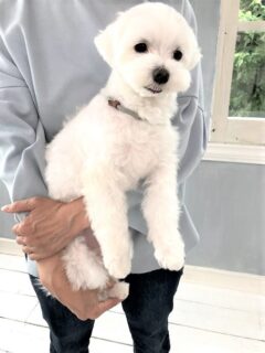 dogmind11-21-6 抱っこされているマルチーズ