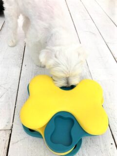 dogmind11-21-7 知育トイを見つめるちろるくん
