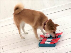 dogmind11-21-9 オヤツをみつけた柴