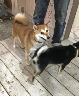 カメラをチラ見するシバ
