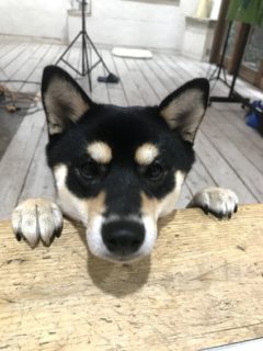 dogmind12-20-10 机に顔を乗せるシバ