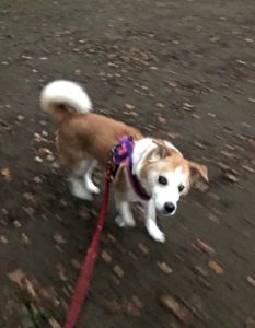 dogmind12-20-12 散歩中のひな