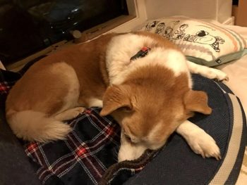 dogmind12-20-13 熟睡中のひな