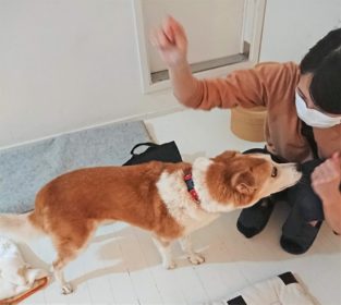 dogmind12-20-4 手にあるモノのニオイを嗅ぐひな