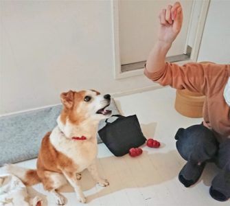 dogmind12-20-5 上がった手を見つめるひな