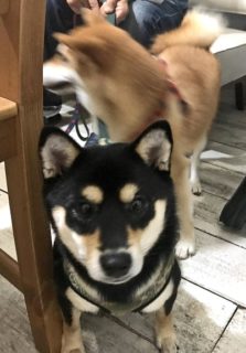 dogmind12-20-7 黒シバ