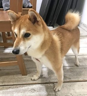 dogmind12-20-8 dogmind12-20-8