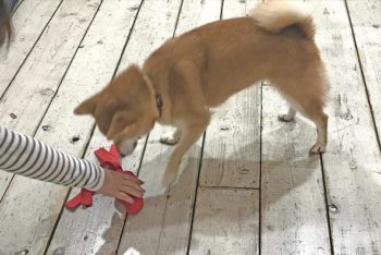dogmind12-20-9 おもちゃを触っているシバ