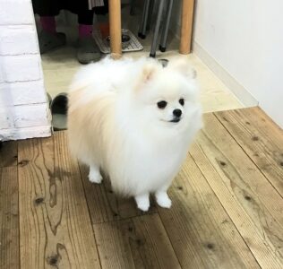 dogmind12-22-1 白いポメラニアン