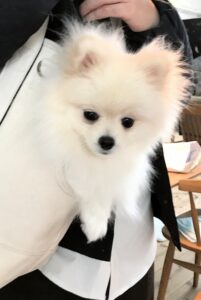 dogmind12-22-10 バッグの中から顔を出すポメ