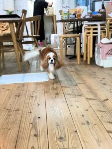 dogmind12-22-11 走ってくるキャバリア