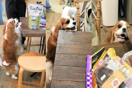 dogmind12-22-12 机の上を狙うキャバリア