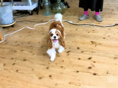 dogmind12-22-13 笑顔のキャバリア