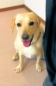 dogmind12-22-14 オスワリをするラブラドール