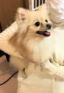 dogmind12-22-15 抱っこされているポメ