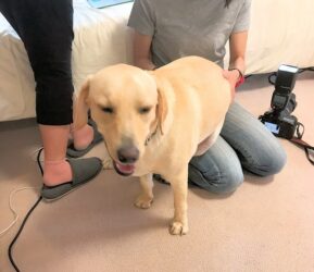 dogmind12-22-18 膝の上にオスワリしようとするラブ