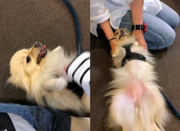 dogmind12-22-20 お腹を見せて撫でられるポメ
