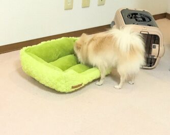 dogmind12-22-21 置いてある犬用ベッドをチェックするポメ