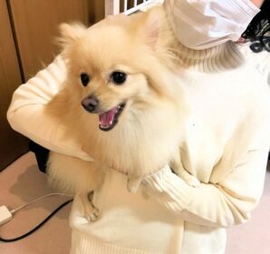 dogmind12-22-22 笑顔で抱っこされているポメ