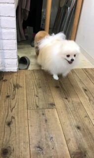 dogmind12-22-4 走ってくるポメ