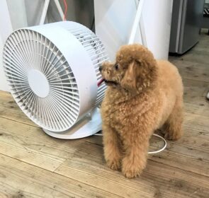 dogmind12-22-5 サーキュレーター横でリラックスするトイプー