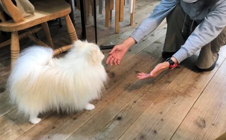 dogmind12-22-6 手を出されて警戒するポメ