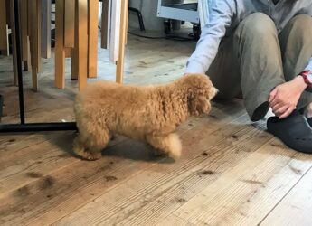 dogmind12-22-7 手に近づくトイプー
