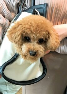 dogmind12-22-9 バッグから顔を出すトイプー