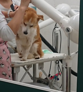dogmind2-19-1 トリミング台でドライヤーされるひな