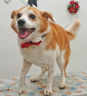 dogmind2-19-2 トリミング台で笑顔のひな