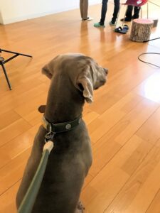 dogmind2-23-3 離れた場所から飼い主さんを見るワイマラナー