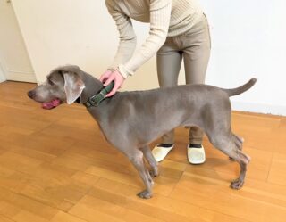 dogmind2-23-4 飼主さんに首輪を整えてもらっているワイマラナー