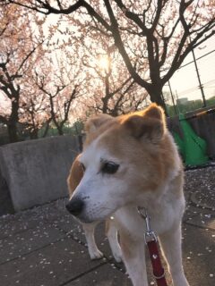 dogmind3-23-1 梅の花とひな