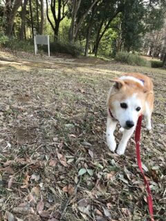 dogmind3-23-2 坂道を上るひな