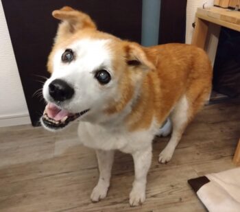 dogmind3-23-4 笑顔のひな