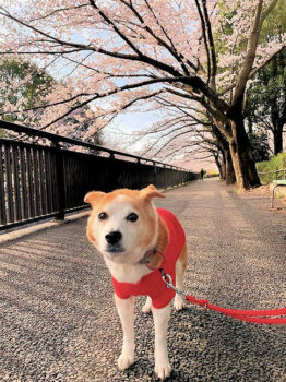 dogmind4-22-1 桜並木を歩くひな