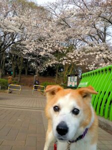 橋の上に立ちひなｔ、桜