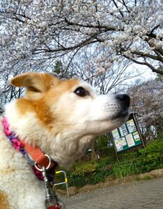 空中を見つめるひなと桜