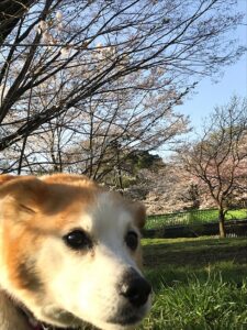 ひなの横顔と桜