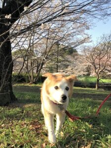 dogmind4-23-5 コチラに走ってくるひなと桜