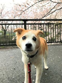 dogmind4-23-6 コチラを見つめるひなと桜