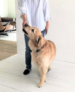 dogmind5-20-2 飼い主さんの手に鼻をつけるゴールデン
