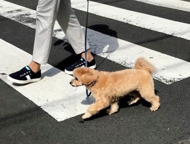 dogmind5-20-5 横断歩道を渡るmix
