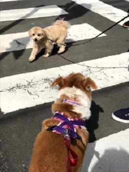 dogmind5-20-6 横断歩道でひなを見るmix