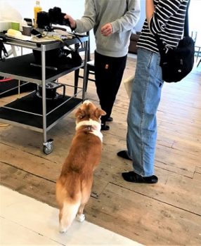 dogmind5-20-8 話し合いに加わるひな